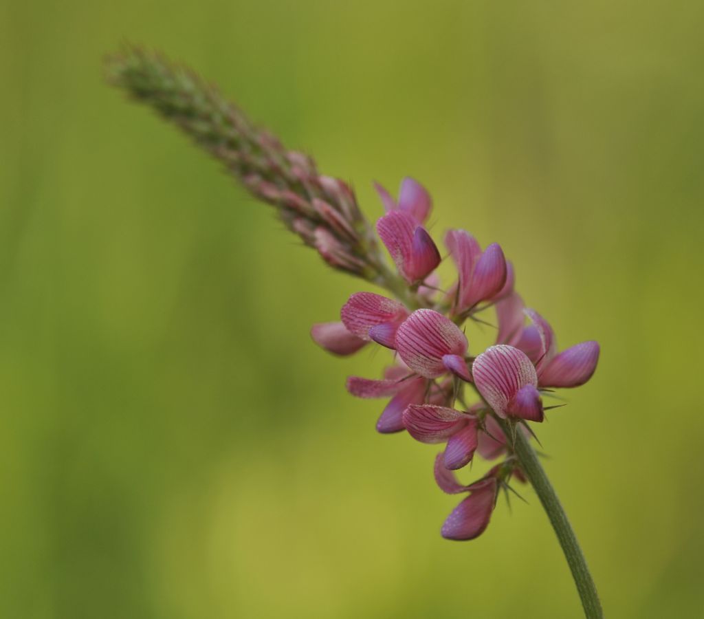 Onobrychis sp.